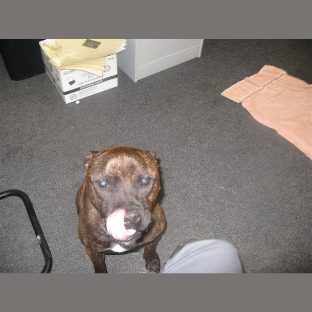 Photo of Tyson