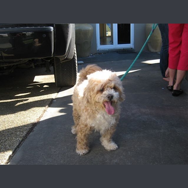 Photo of Buddy