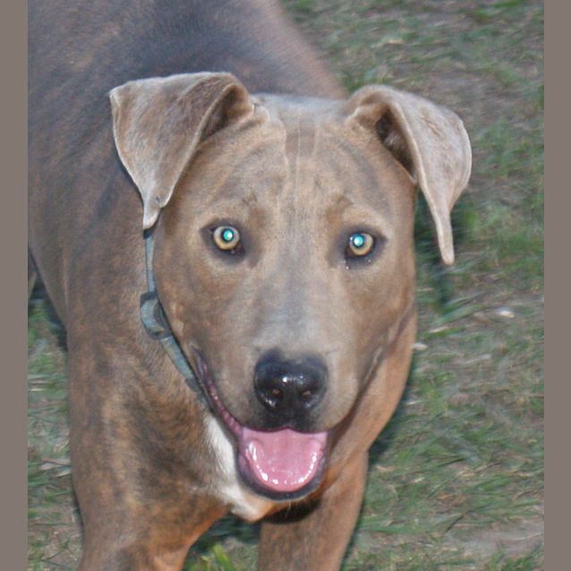 Photo of Harvey   Family Dog