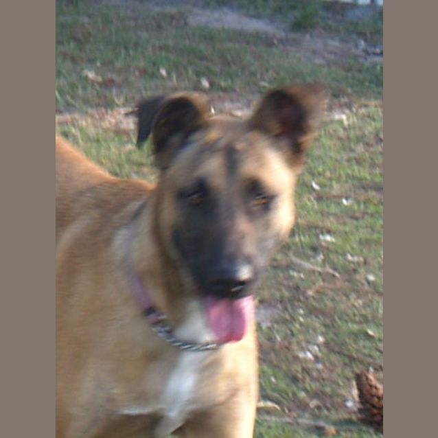 Photo of Sookie   Adoption Pending