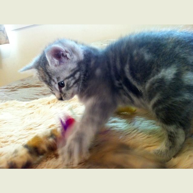 Photo of Mackenzie Pre Adopted!