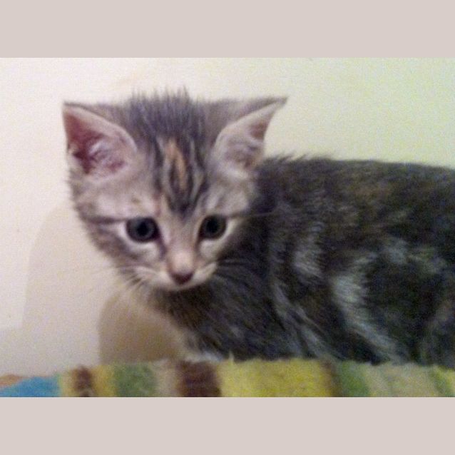 Photo of Mackenzie Pre Adopted!