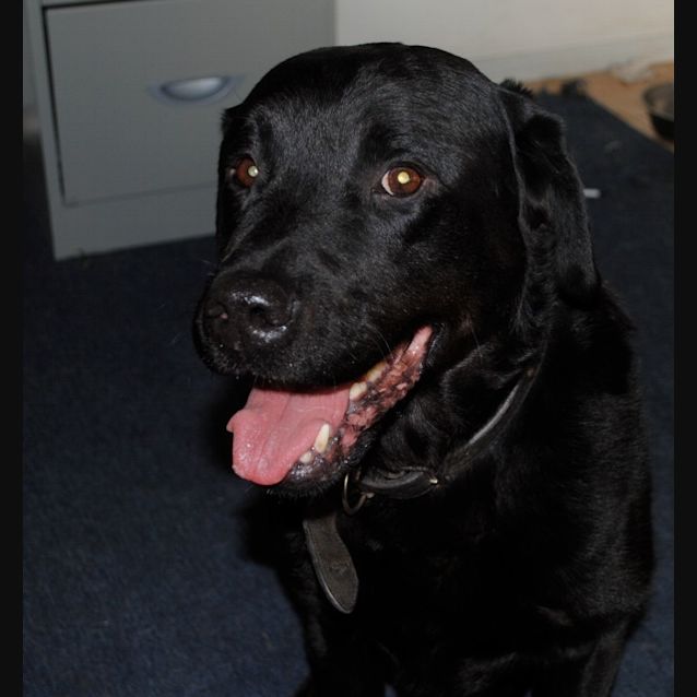Photo of Errol "Flynn" Available Now!