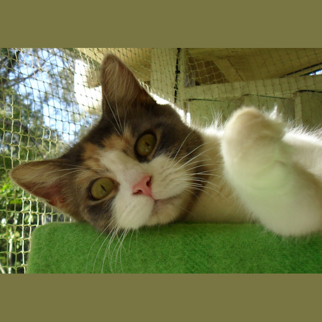 Photo of Mischa