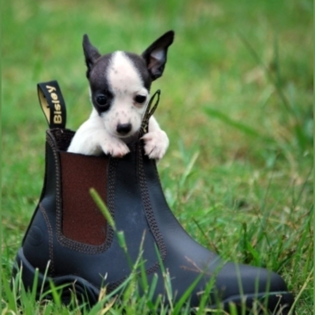 Photo of Teeny Jeeves