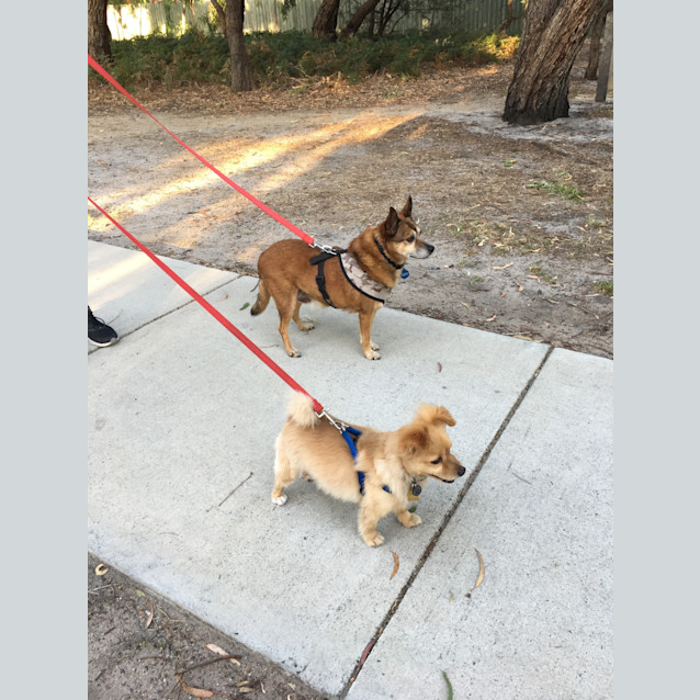 Photo of Woolly   Cat And Dog Friendly