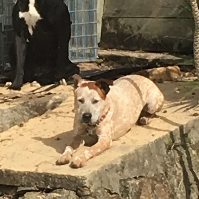 Photo of Toby ~ Sweet 1yo Cattledog X Boy