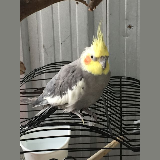 Photo of Fellow