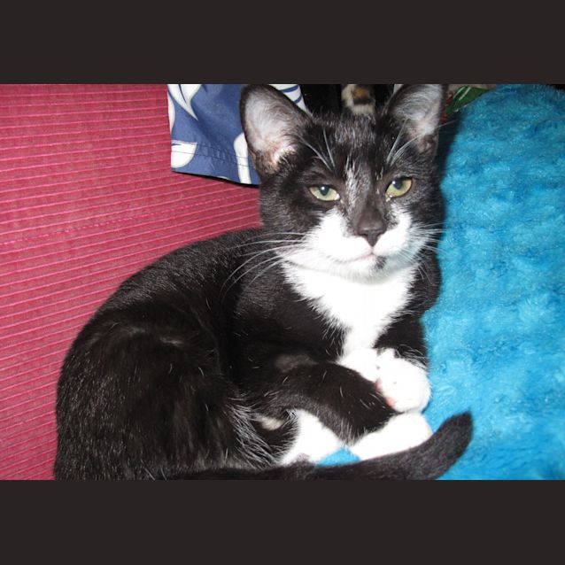 Photo of Pepsi