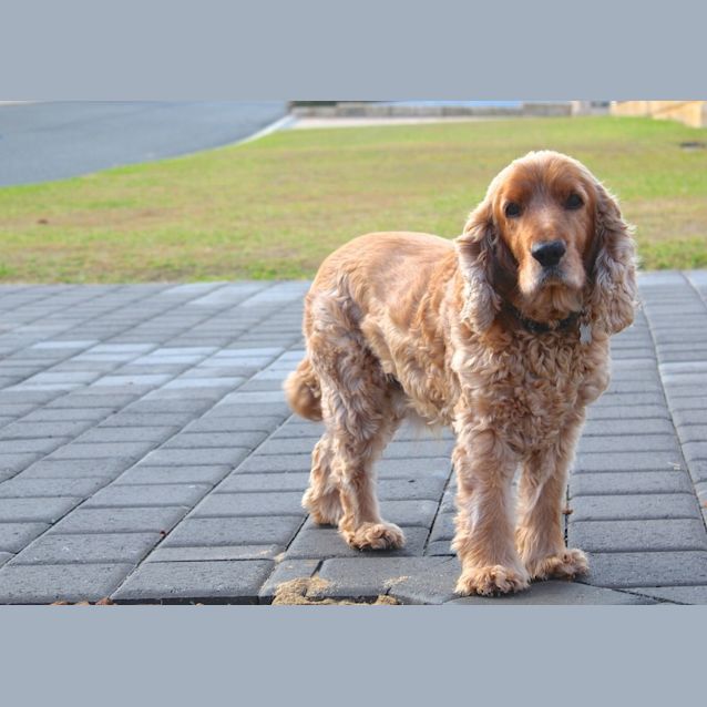 Photo of Brick