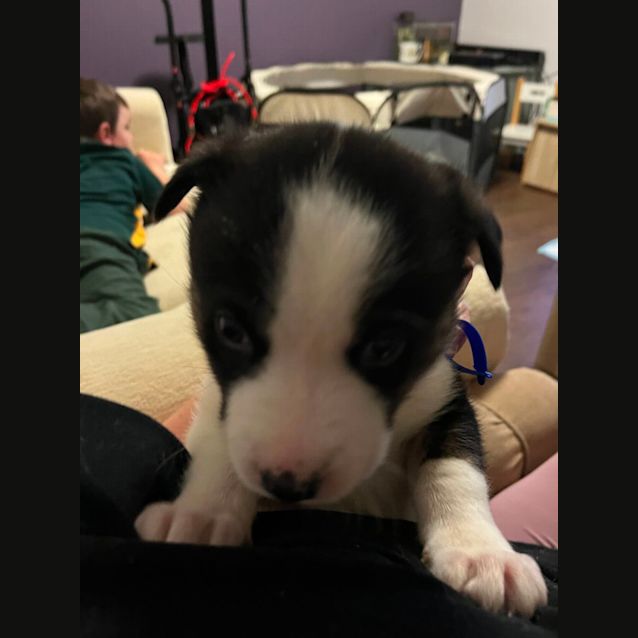 Photo of Chase   8 Week Old Husky X Bull Arab (Trial)