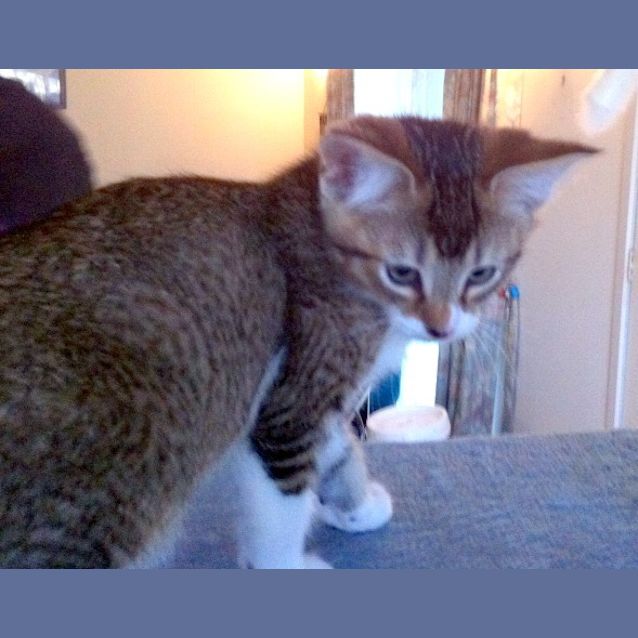 Photo of Addison   Adopted!