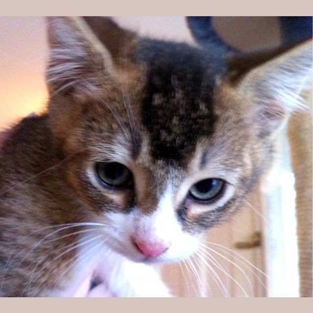 Photo of Addison   Adopted!