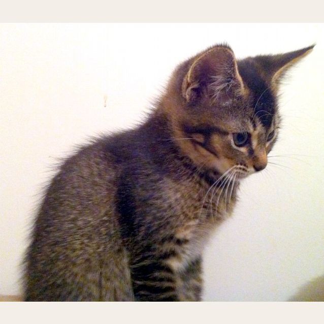 Photo of Atticus   *On Trial In His New Home!*