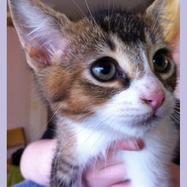 Photo of Ari   On Trial In His New Home!