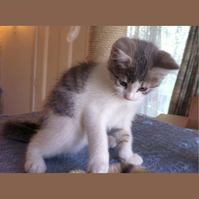 Photo of Astrid   Adopted!