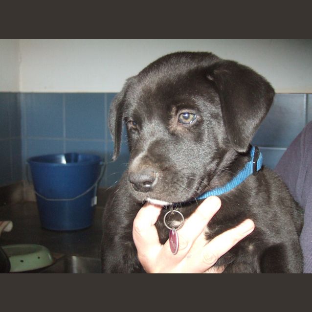 Photo of Diesel