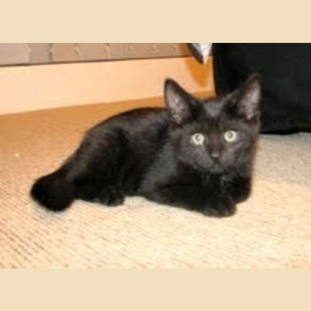 Photo of Sam *Adoption Pending*