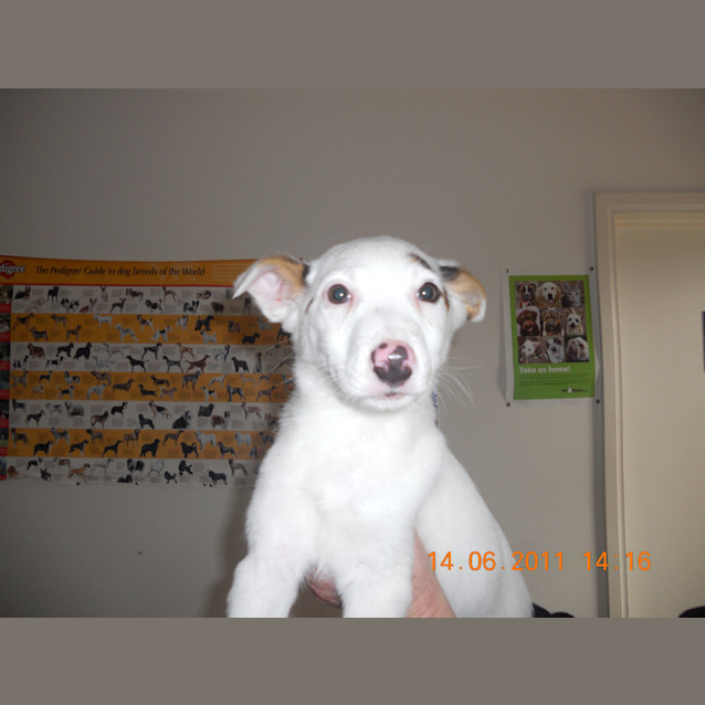 Photo of 5 X Kelpie Cross Coolie Puppies