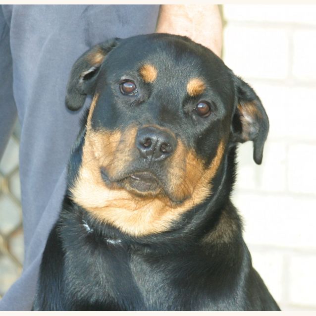 Photo of Sheba/Adopted