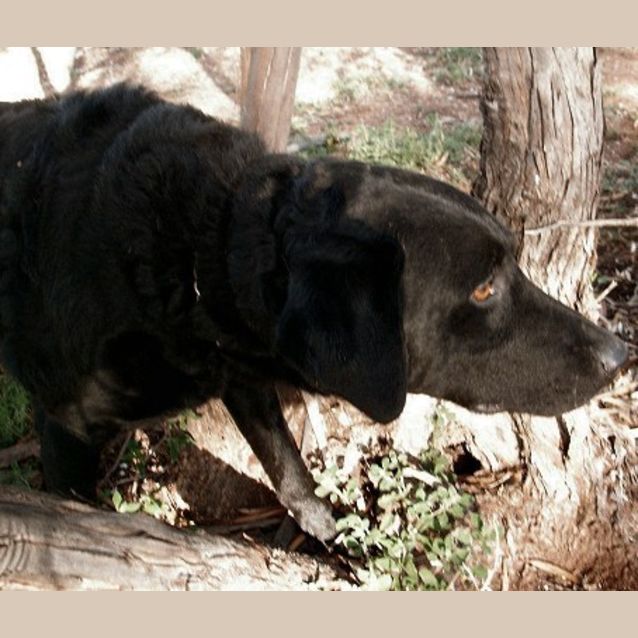 Photo of King Jasper