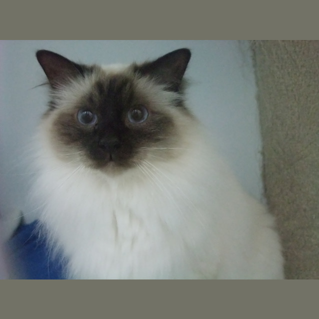 Photo of "Coco" C10746