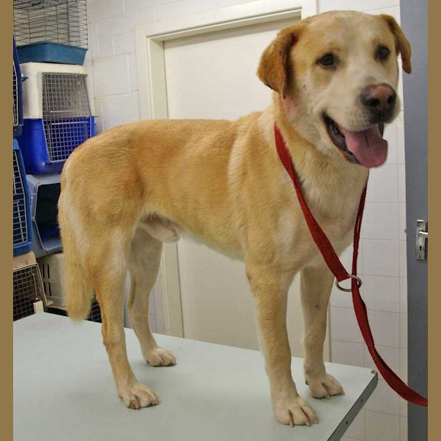 Photo of Buddy