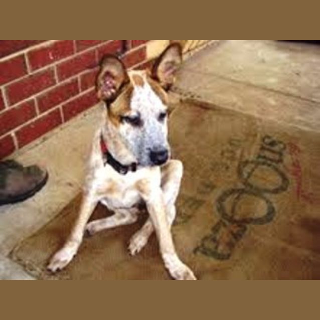 Photo of Whiskey  Adoption Pending
