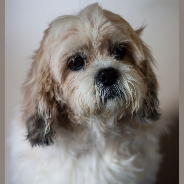 Photo of Lucy