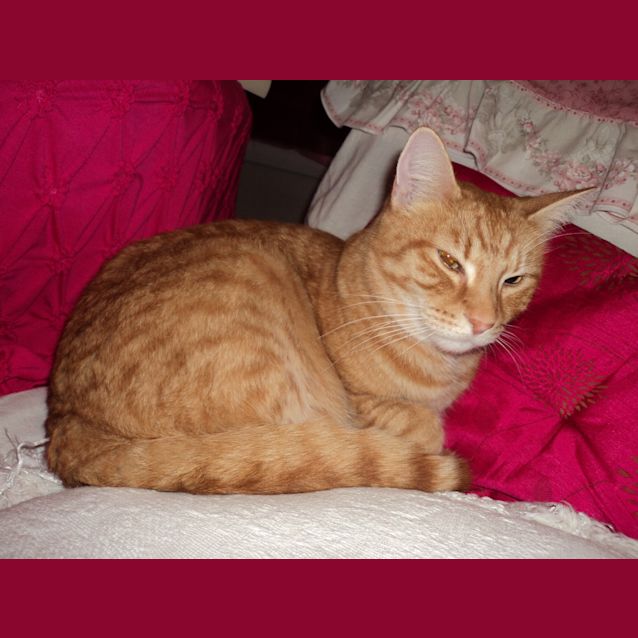 Photo of Tiger