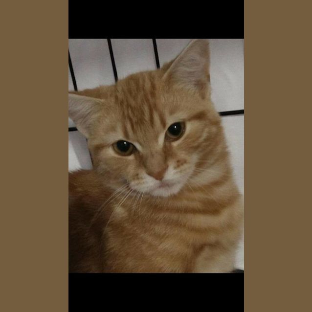 Photo of Little Pete