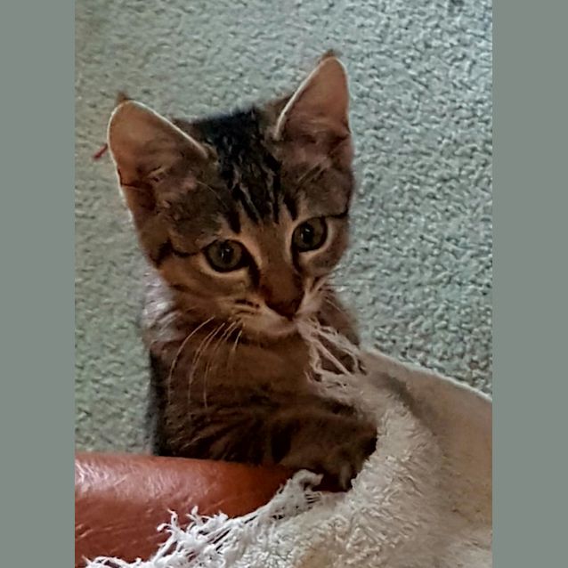 Photo of Pebbles