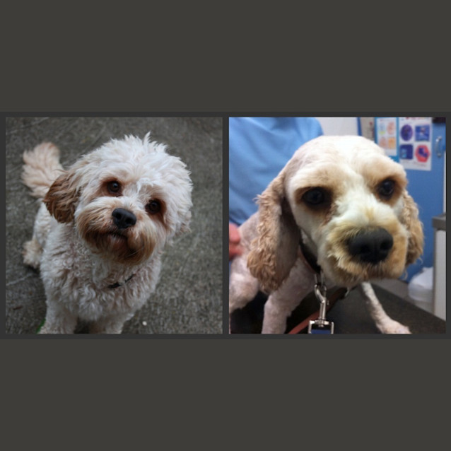 Photo of Charlie   Adopted!