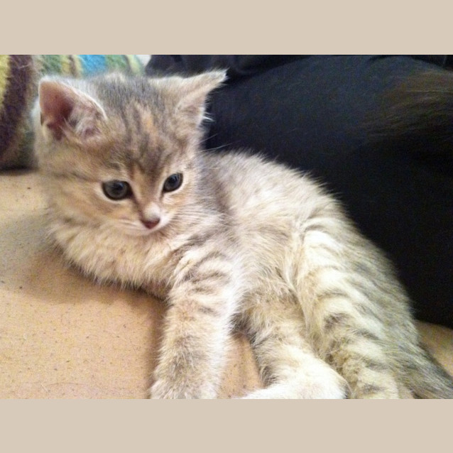 Photo of Cassidy   *Pre Adopted!*