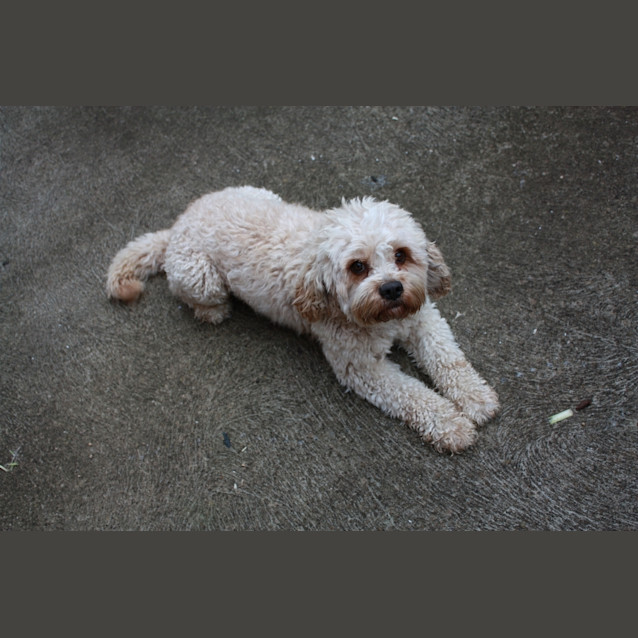 Photo of Charlie   Adopted!