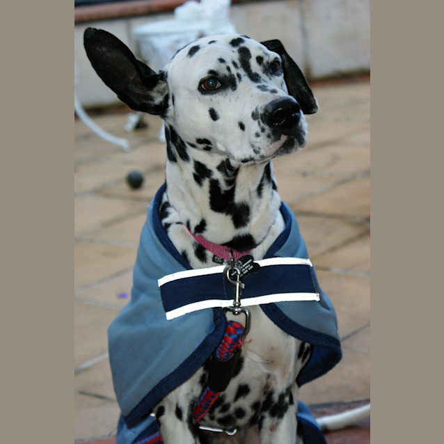 Photo of Oscar