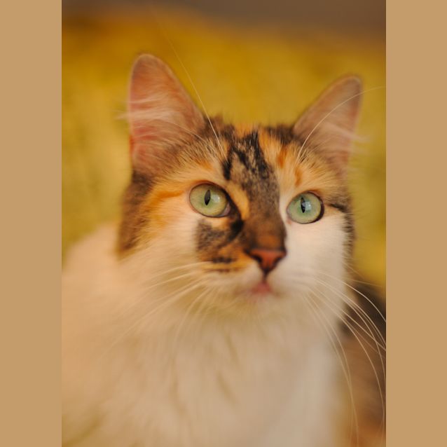 Photo of Mirabelle