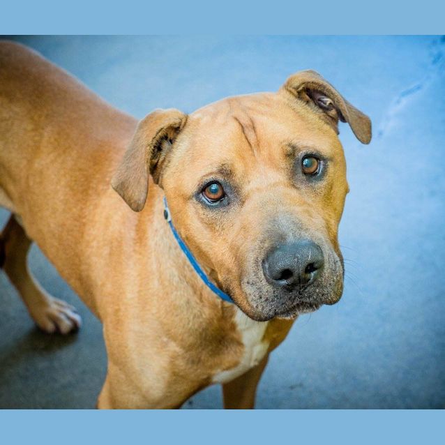 Photo of Buddy (1427)