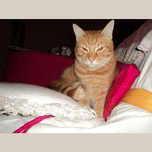 Photo of Tiger