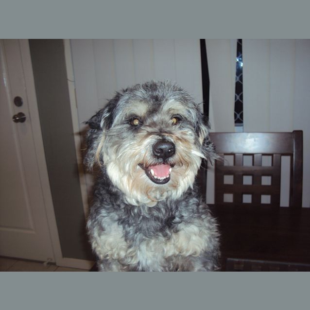 Photo of Buster