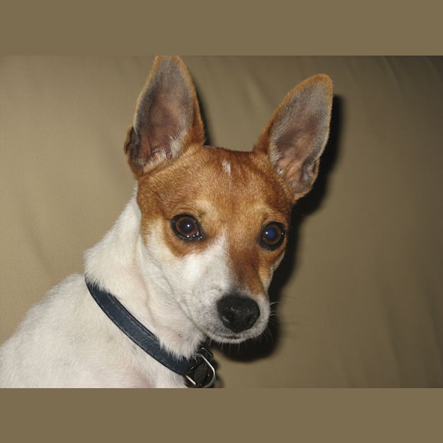 Photo of Boo