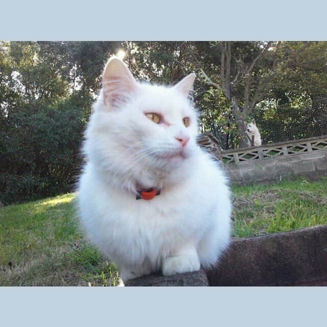 Photo of Crystal