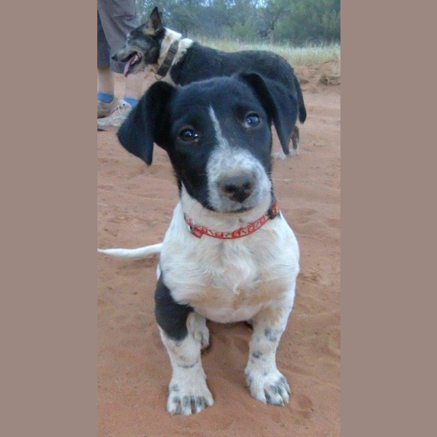 Photo of Daisy