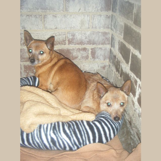 Photo of Sprocket & Pee Wee   Male & Female (Together)