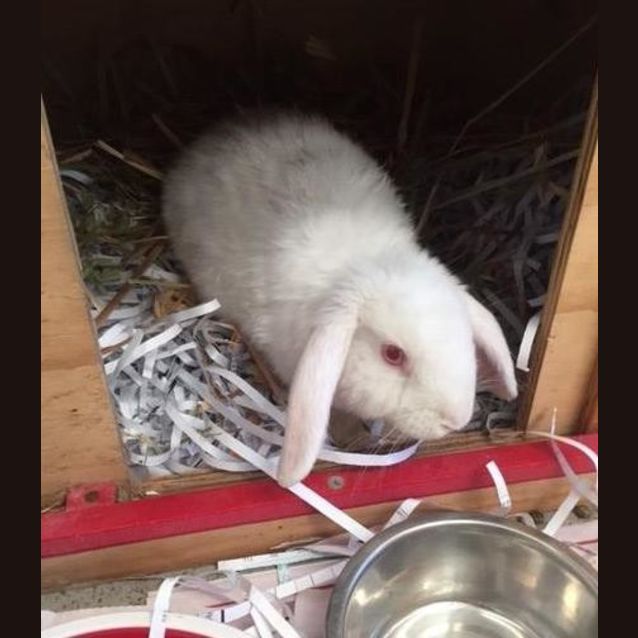 Photo of Prancer