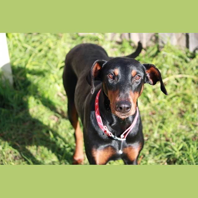 Photo of Gypsy   Adopted!