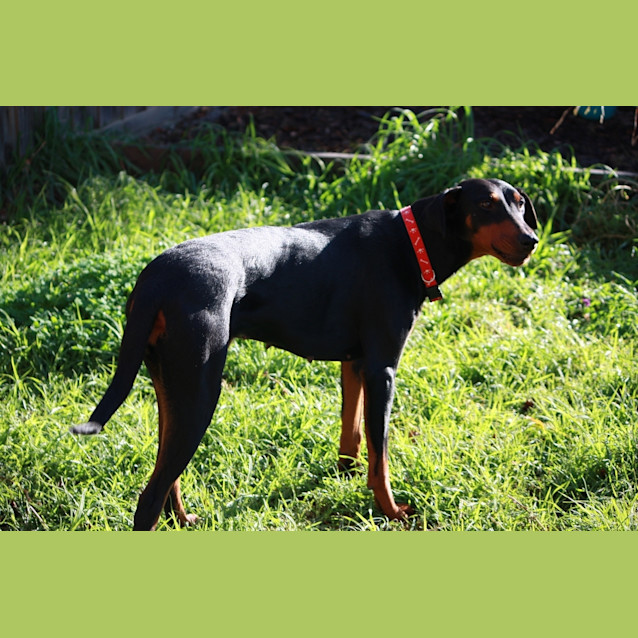 Photo of Gypsy   Adopted!