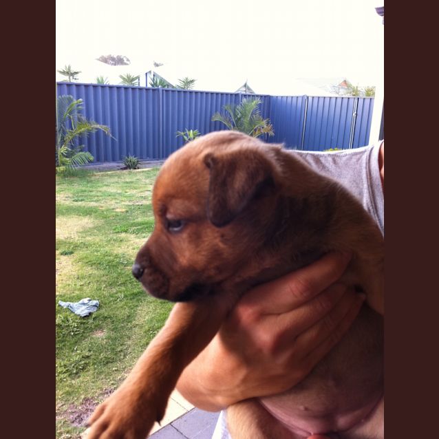 Photo of Av218 * Adoption Pending *