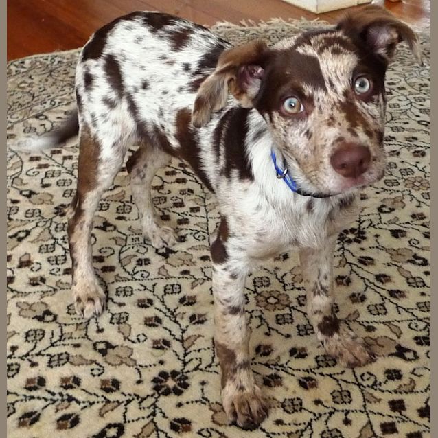Photo of Jester Jack   Adopted