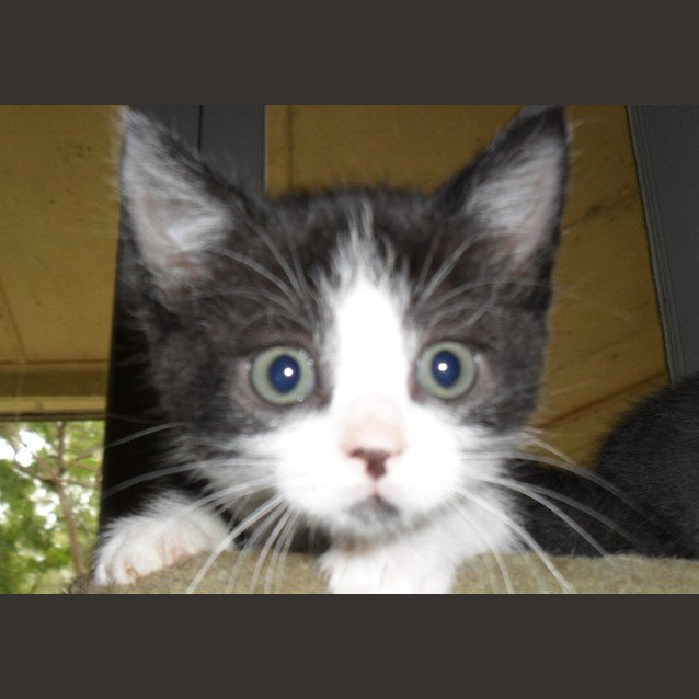 Photo of Harley